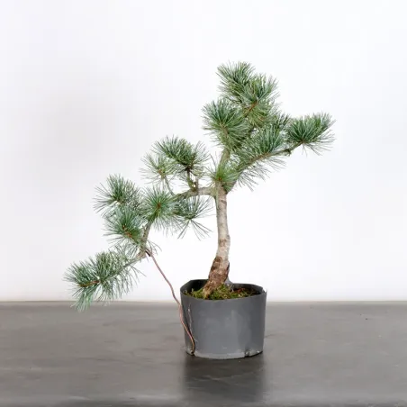 Bonsai Pin Pentaphylla PP-1-9