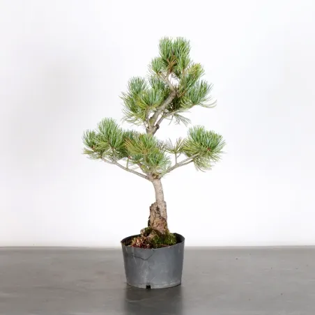 image supplémentaire - PREBONSAI PIN BLANC DU...
