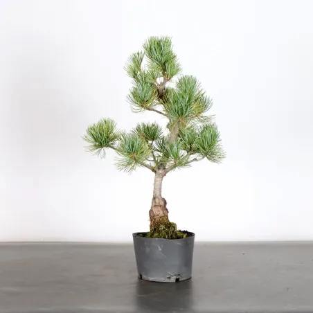 PREBONSAI JAPANESE WHITE PINE “PENTAPHYLLA” 1-14