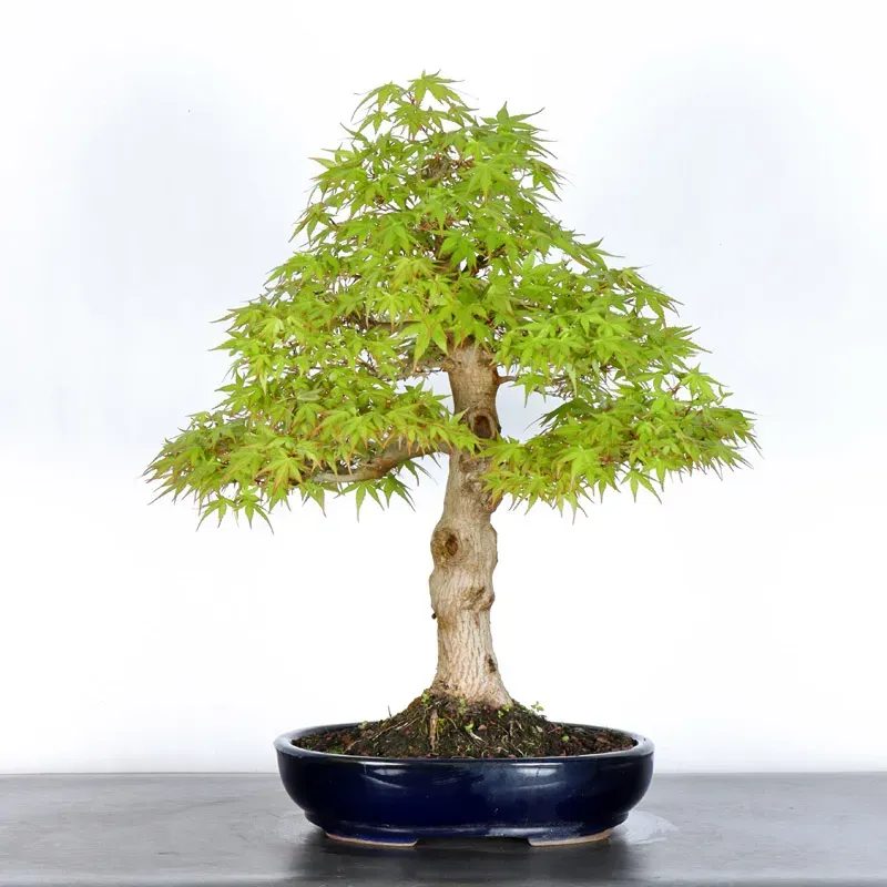 ACER PALMATUM 4-2