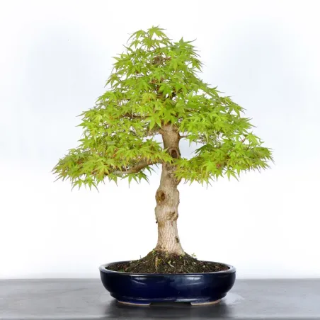 ACER PALMATUM 4-2