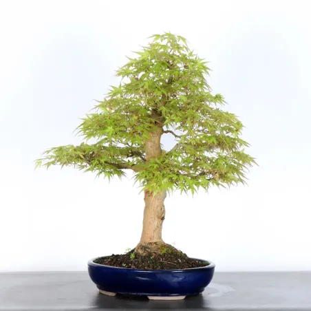 image supplémentaire - ACER PALMATUM 4-2