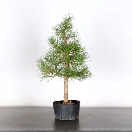 PREBONSAI PIN SYLVESTRE 1-2
