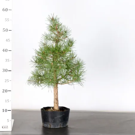 image supplémentaire - PREBONSAI PIN SYLVESTRE 1-2