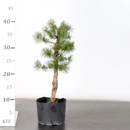 image supplémentaire - PREBONSAI PIN SYLVESTRE 1-6
