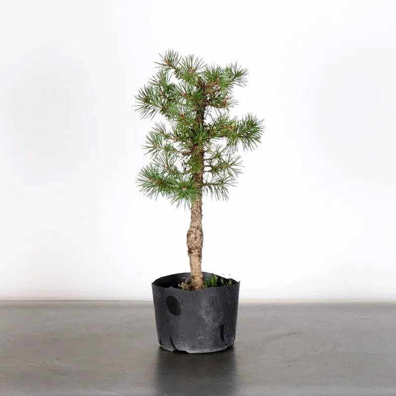 PREBONSAI PINUS SYLVESTRIS 1-6
