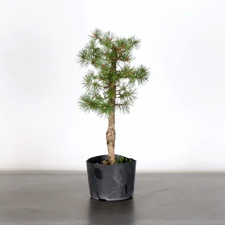 PREBONSAI PIN SYLVESTRE 1-6