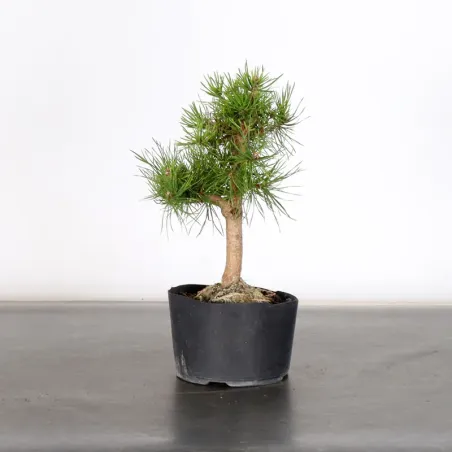 PREBONSAI PIN SYLVESTRE 1-10