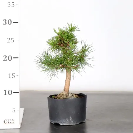 image supplémentaire - PREBONSAI PIN SYLVESTRE 1-10