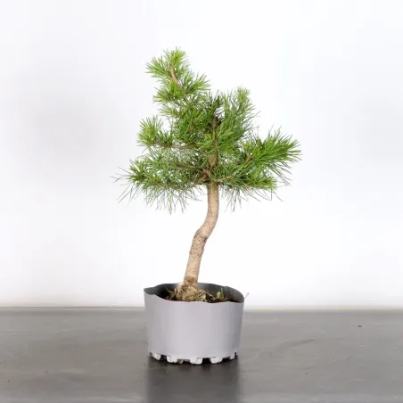 PREBONSAI PIN SYLVESTRE 1-12