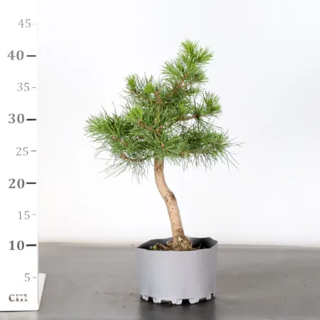 image supplémentaire - PREBONSAI PIN SYLVESTRE 1-12