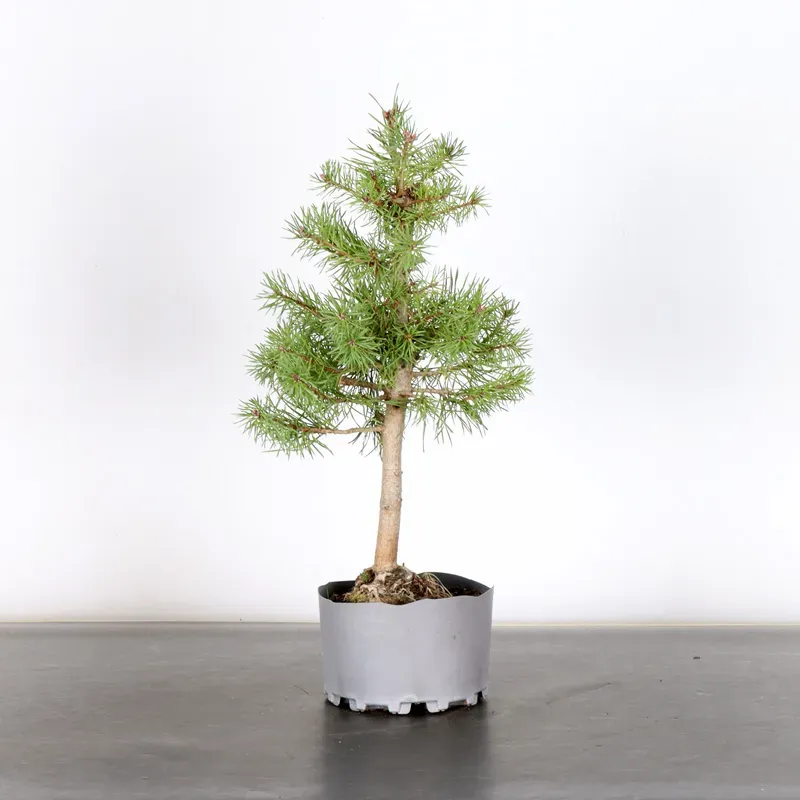 PREBONSAI PIN SYLVESTRE 1-14