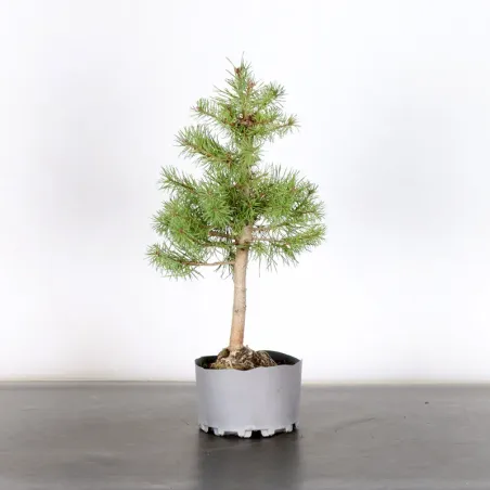 PREBONSAI PIN SYLVESTRE 1-14