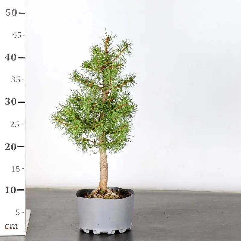 image supplémentaire - PREBONSAI PIN SYLVESTRE 1-14