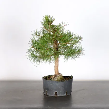 PREBONSAI PINUS SYLVESTRIS 2-1