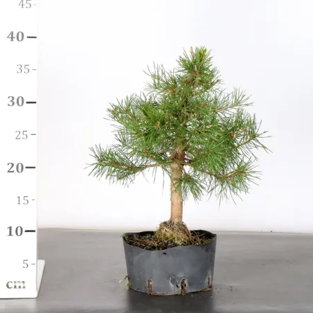 image supplémentaire - PREBONSAI PIN SYLVESTRE 2-1