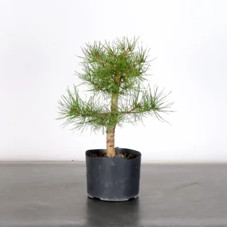 PREBONSAI PIN SYLVESTRE 2-2