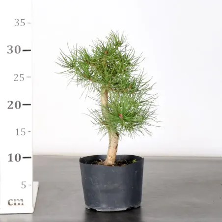 image supplémentaire - PREBONSAI PINUS SYLVESTRIS 2-2