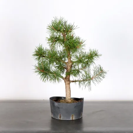 PREBONSAI PIN SYLVESTRE 2-3