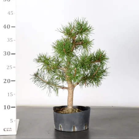 image supplémentaire - PREBONSAI PIN SYLVESTRE 2-3