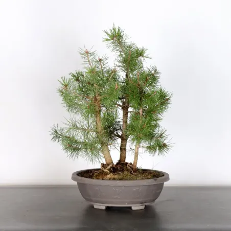 FOREST PINUS SYLVESTRIS 2-4