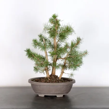 FORÊT PIN SYLVESTRE 2-5