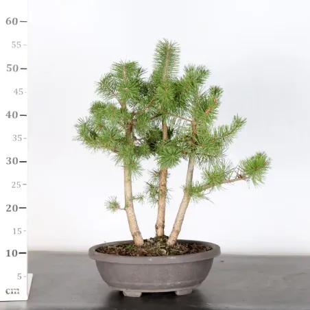 image supplémentaire - FOREST PINUS SYLVESTRIS 2-10