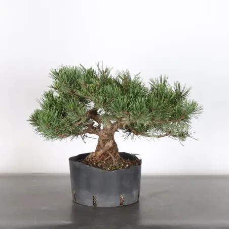 image supplémentaire - PREBONSAI PIN MUGO 1-4