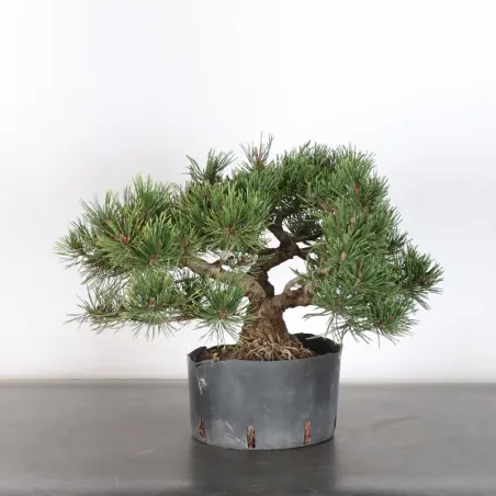 PREBONSAI PINUS MUGO 1-4
