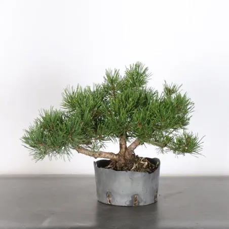 Pin mugo bonsai PM-1-5