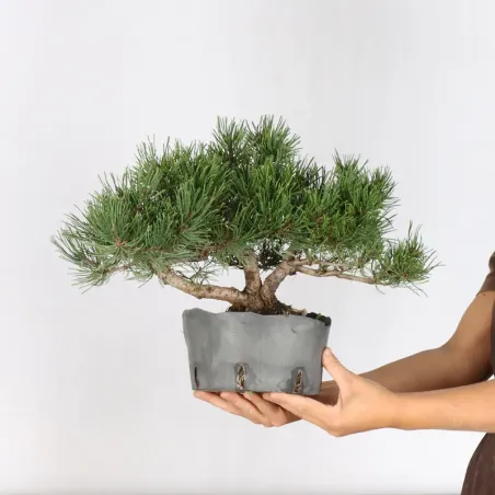 image supplémentaire - PREBONSAI PIN MUGO 1-5