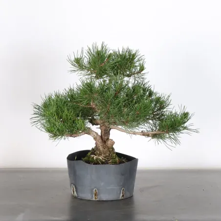 Pin mugo bonsai PM-1-9