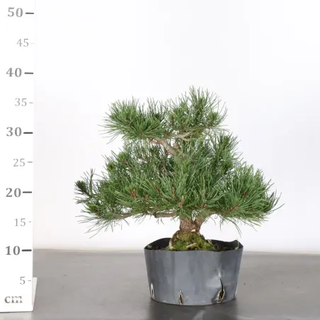 image supplémentaire - PREBONSAI PIN MUGO 1-9