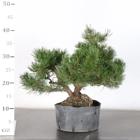 image supplémentaire - PREBONSAI PIN MUGO 1-10