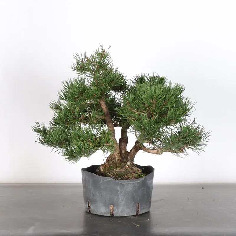 Pin mugo bonsai PM-1-10