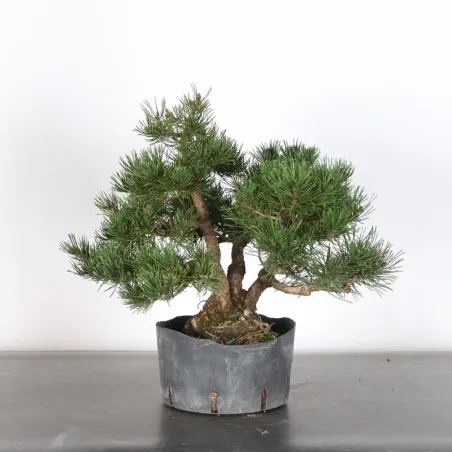 Pin mugo bonsai PM-1-10