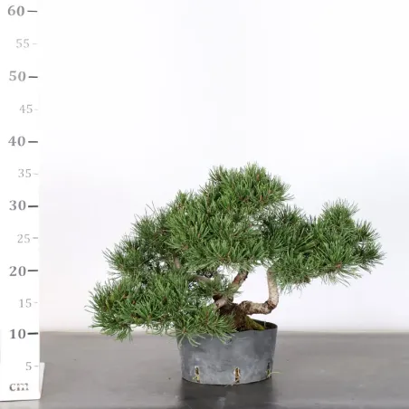 image supplémentaire - PREBONSAI PINUS MUGO 1-13