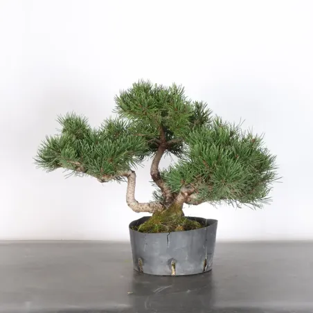 Pin mugo bonsai PM-1-13