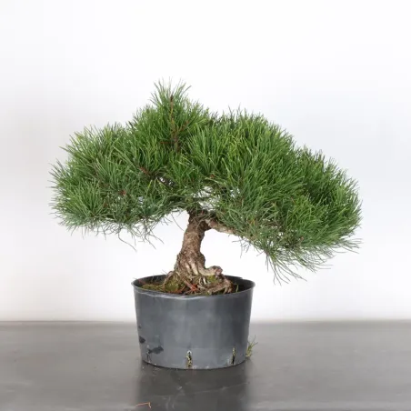 PREBONSAI PINUS MUGO 1-18