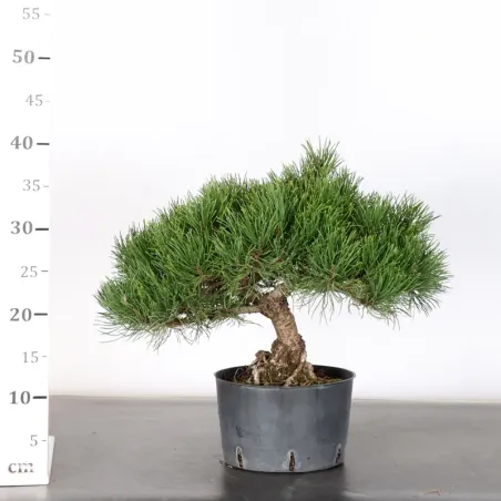 image supplémentaire - PREBONSAI PIN MUGO 1-18