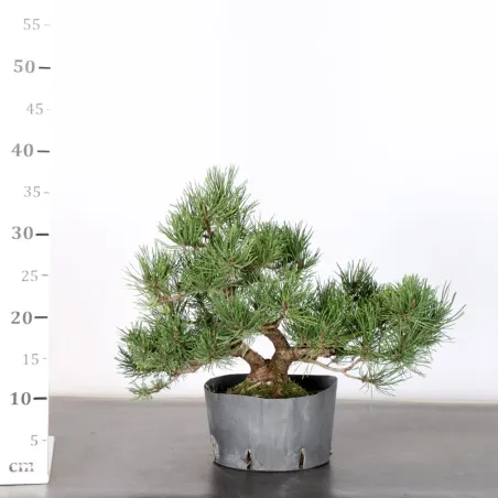image supplémentaire - PREBONSAI PIN MUGO 1-19