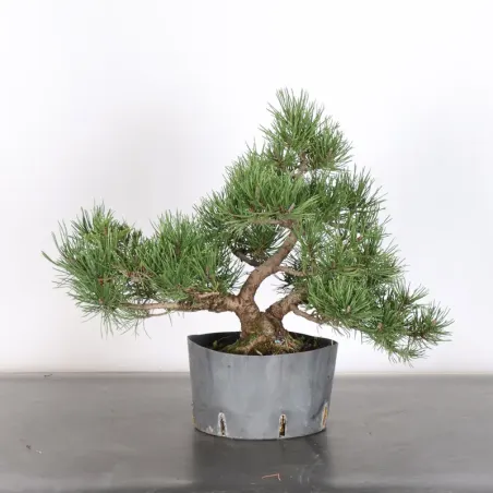 PREBONSAI PINUS MUGO 1-19