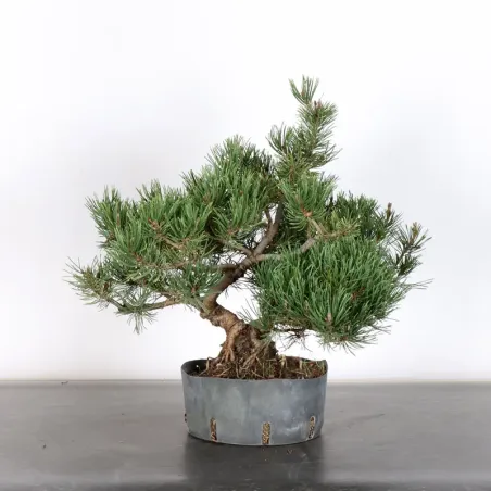 Pin mugo bonsai PM-2-4