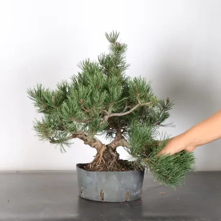 image supplémentaire - PREBONSAI PIN MUGO 2-4