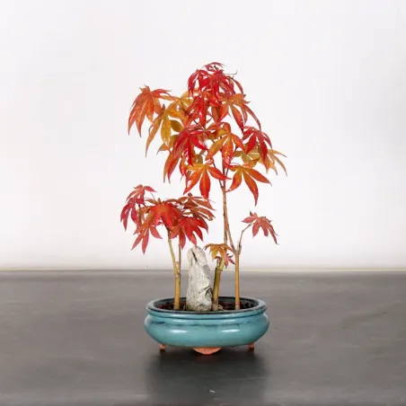 image supplémentaire - Japanese maple forest "Acer...