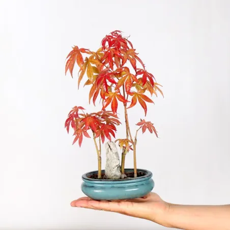 Japanese maple forest "Acer atropurpureum" 1-1