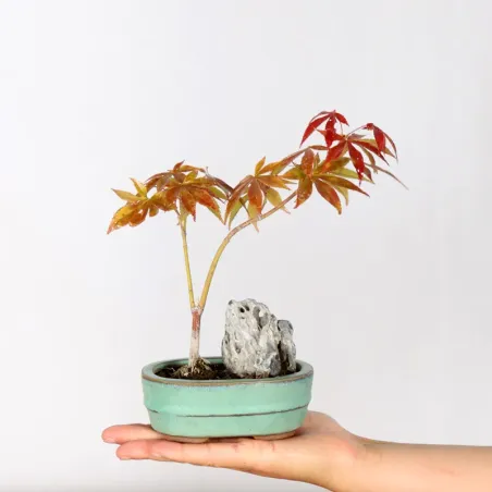 Bonsai Erable Palmatum Atropurpureum AA-1-2