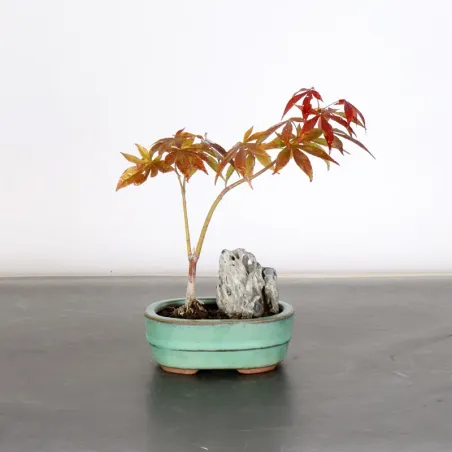 image supplémentaire - BONSAI JAPANESE MAPLE "ACER...