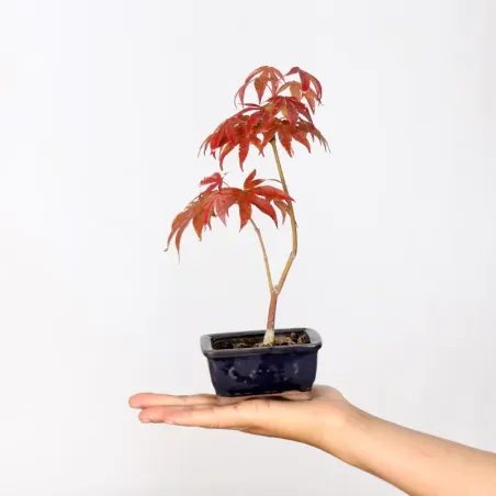 Bonsai Erable Palmatum Atropurpureum AA_1-4