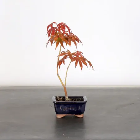 image supplémentaire - BONSAI JAPANESE MAPLE "ACER...